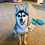 dog, puppy, husky, heterochromia, blue_eye, brown_eye, jingle_bells, carpet, indoor, toy, playful, pet, smiling, ears_up, home, furniture, living_room, cute, sitting, happy