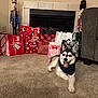 Ghost is registered to the contest to win money with this photo: husky, dog, puppy, bandana, carpet, fireplace, gift_bags, holiday, nutcracker, decorations, indoor, living_room, festive, christmas, smiling, pet, cozy, cute, relaxed, background