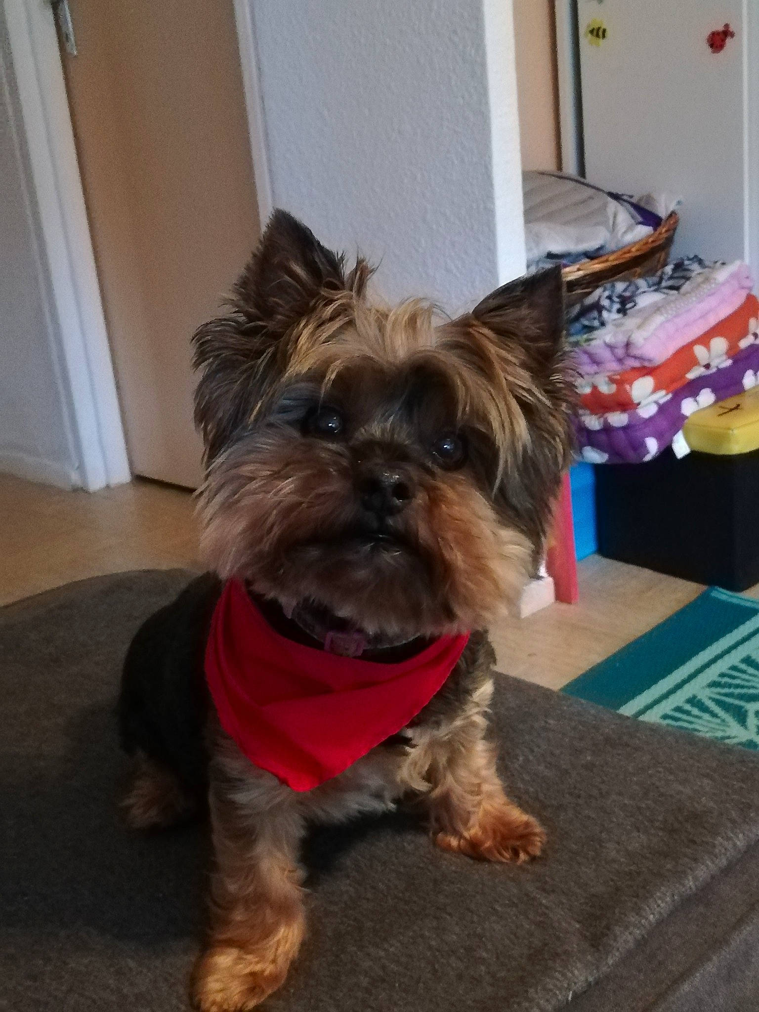 Cristal a rejoint le concours — aidez-le/la à gagner de superbes lots ! australian_silky_terrier, biewer_terrier, cairn_terrier, canidae, carnivore, companion_dog, dog, dog_breed, mammal, morkie, puppy, rare_breed_dog, shih_tzu, small_terrier, snout, terrier, toy_dog, vertebrate, yorkipoo, yorkshire_terrier