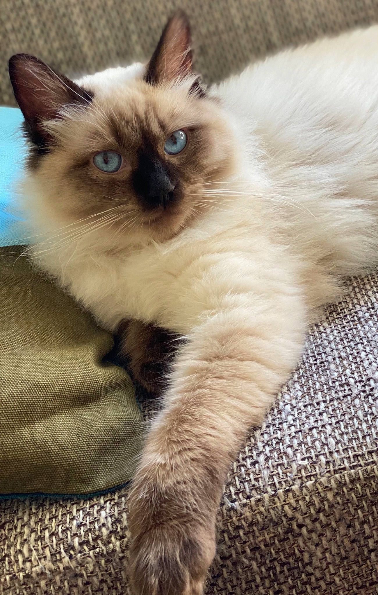 Leo joined the competition — help win amazing prizes! balinese, birman, carnivore, cat, fawn, felidae, fur, ragdoll, siamese, small_to_medium_sized_cats, snout, terrestrial_animal, thai, tonkinese, whiskers
