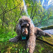Bear is registered to the contest to win money with this photo: dog, curly_fur, moss, forest, waterfall, greenery, nature, outdoor, leaves, tree_branches, sunlight, relaxing, canine, pet, landscape, scenic, lush, wildlife, trails, adventure