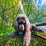 adventure, canine, curly_fur, dog, forest, greenery, landscape, leaves, lush, moss, nature, outdoor, pet, relaxing, scenic, sunlight, trails, tree_branches, waterfall, wildlife