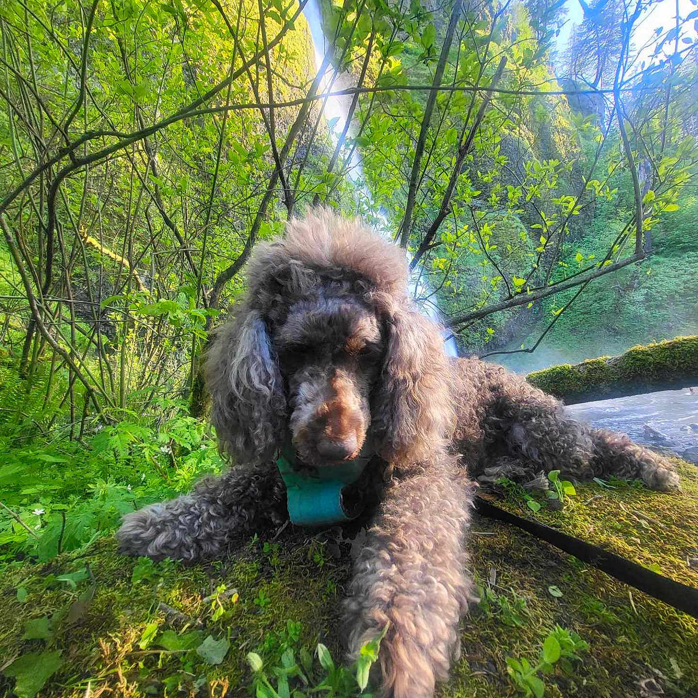Bear is registered to the contest to win money with this photo: adventure, canine, curly_fur, dog, forest, greenery, landscape, leaves, lush, moss, nature, outdoor, pet, relaxing, scenic, sunlight, trails, tree_branches, waterfall, wildlife