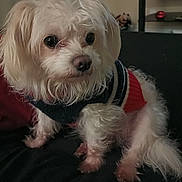 Gustav is registered to the contest to win money with this photo: animal, companion, couch, cozy, cute, dog, domestic_animal, ears, fur, furry, indoor, looking_away, paw, pet, portrait, sitting, small_dog, snout, sweater, white_dog