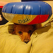 Sweetie is registered to the contest to win money with this photo: dog, face, inflatable_ring, bed, blanket, indoor, resting, brown_dog, pet, cute, animal, soft, comfort, lying_down, close_up, head, expression, toy, colorful, relaxing