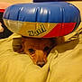 dog, face, inflatable_ring, bed, blanket, indoor, resting, brown_dog, pet, cute, animal, soft, comfort, lying_down, close_up, head, expression, toy, colorful, relaxing