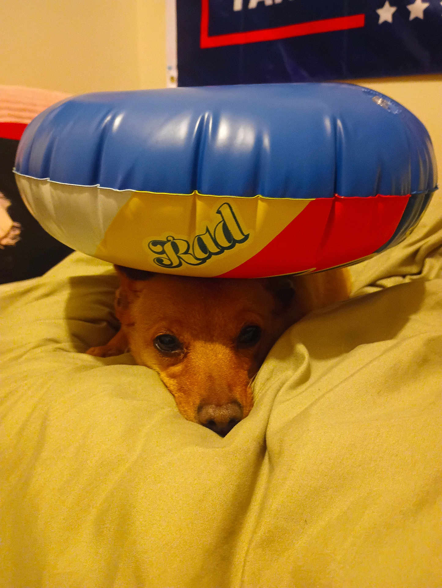 Sweetie is registered to the contest to win money with this photo: dog, face, inflatable_ring, bed, blanket, indoor, resting, brown_dog, pet, cute, animal, soft, comfort, lying_down, close_up, head, expression, toy, colorful, relaxing