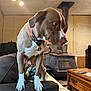 dog, brown_dog, white_paws, collar, bell, couch, armrest, indoor, wood_stove, wooden_furniture, table, blanket, curious, pet, mammal, canine, furniture, home, living_room, domestic_animal