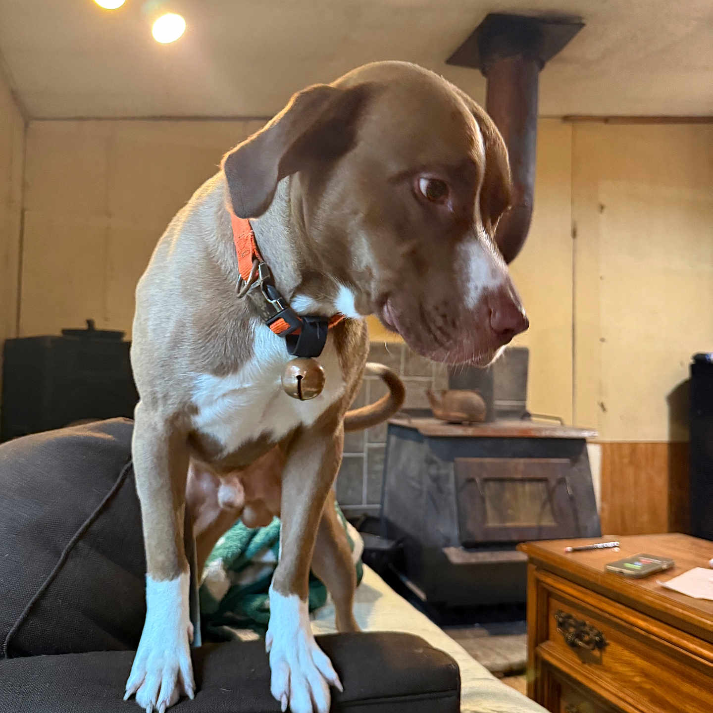 Tank Vannoller is registered to the contest to win money with this photo: armrest, bell, blanket, brown_dog, canine, collar, couch, curious, dog, domestic_animal, furniture, home, indoor, living_room, mammal, pet, table, white_paws, wood_stove, wooden_furniture