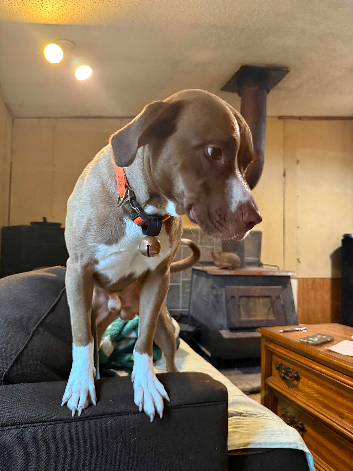 Tank Vannoller is registered to the contest to win money with this photo: dog, brown_dog, white_paws, collar, bell, couch, armrest, indoor, wood_stove, wooden_furniture, table, blanket, curious, pet, mammal, canine, furniture, home, living_room, domestic_animal