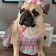 Winnie joined the competition — help win amazing prizes! french_bulldog, dog, pet, birthday_crown, pink_crown, dress, plaid, indoor, floor, framed_photo, portrait, animal, cute, canine, celebration, accessory, ears, whiskers, close_up, looking_away