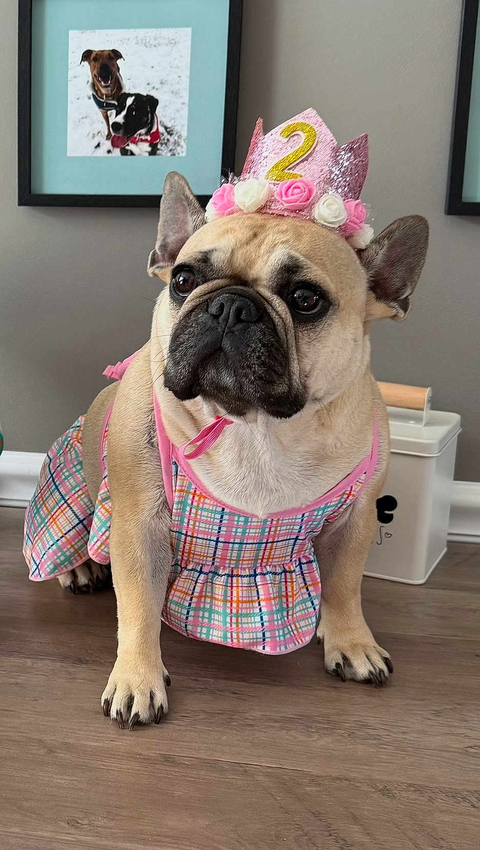 Winnie joined the competition — help win amazing prizes! french_bulldog, dog, pet, birthday_crown, pink_crown, dress, plaid, indoor, floor, framed_photo, portrait, animal, cute, canine, celebration, accessory, ears, whiskers, close_up, looking_away