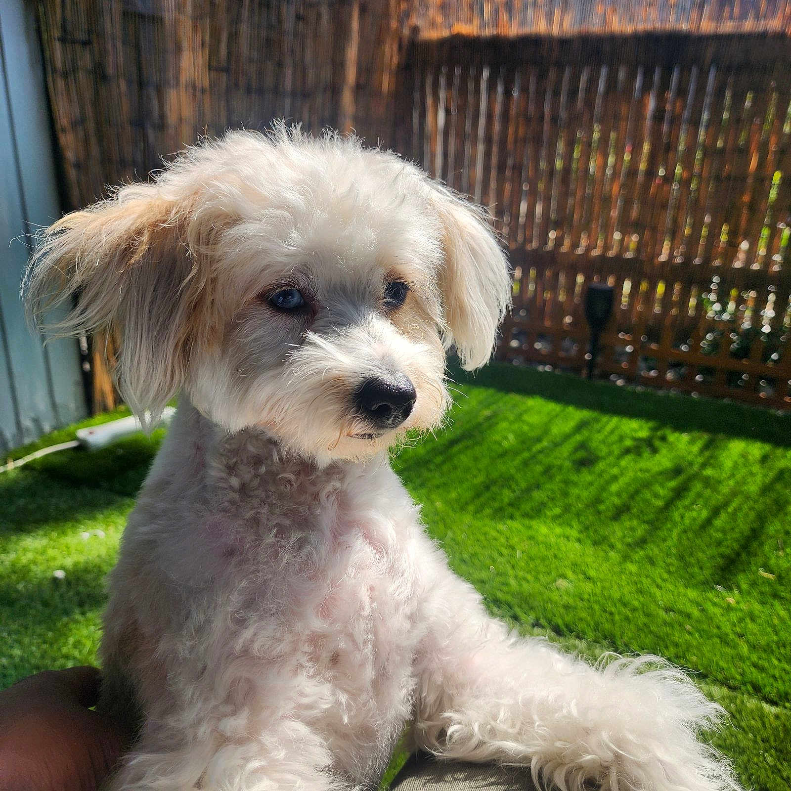 Ella is registered to the contest to win money with this photo: animal, backyard, ball, canine, dog, fence, grass, lawn, nature, outdoors, pet, plant, poodle, puppy, sport, summer, tennis, tennisball, whitedog, yard