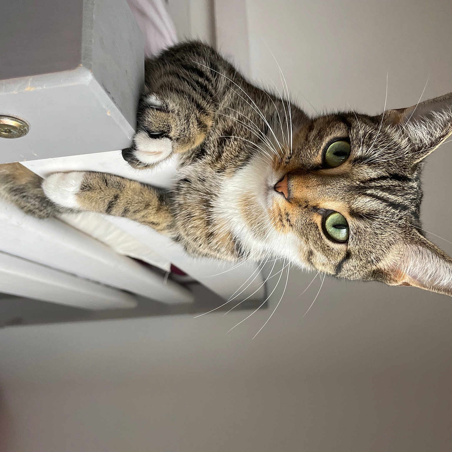 Nala