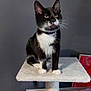 cat, tuxedo_cat, cat_tree, indoor, pet, feline, animal, black_and_white, whiskers, collar, perched, carpeted, home, domestic_cat, curious, looking_away, furniture, gray_wall, red_basket, cable