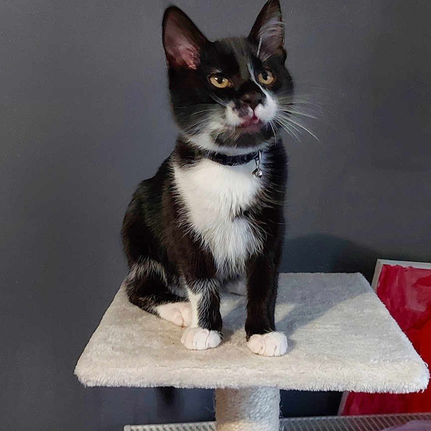 Felix participe au concours pour gagner de l'argent avec cette photo : animal, black_and_white, cable, carpeted, cat, cat_tree, collar, curious, domestic_cat, feline, furniture, gray_wall, home, indoor, looking_away, perched, pet, red_basket, tuxedo_cat, whiskers