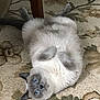 cat, blue_eyes, fluffy, gray, white, lying_down, carpet, indoor, cute, pet, animal, feline, relaxed, paws, upside_down, floor, home, cozy, domestic, curious