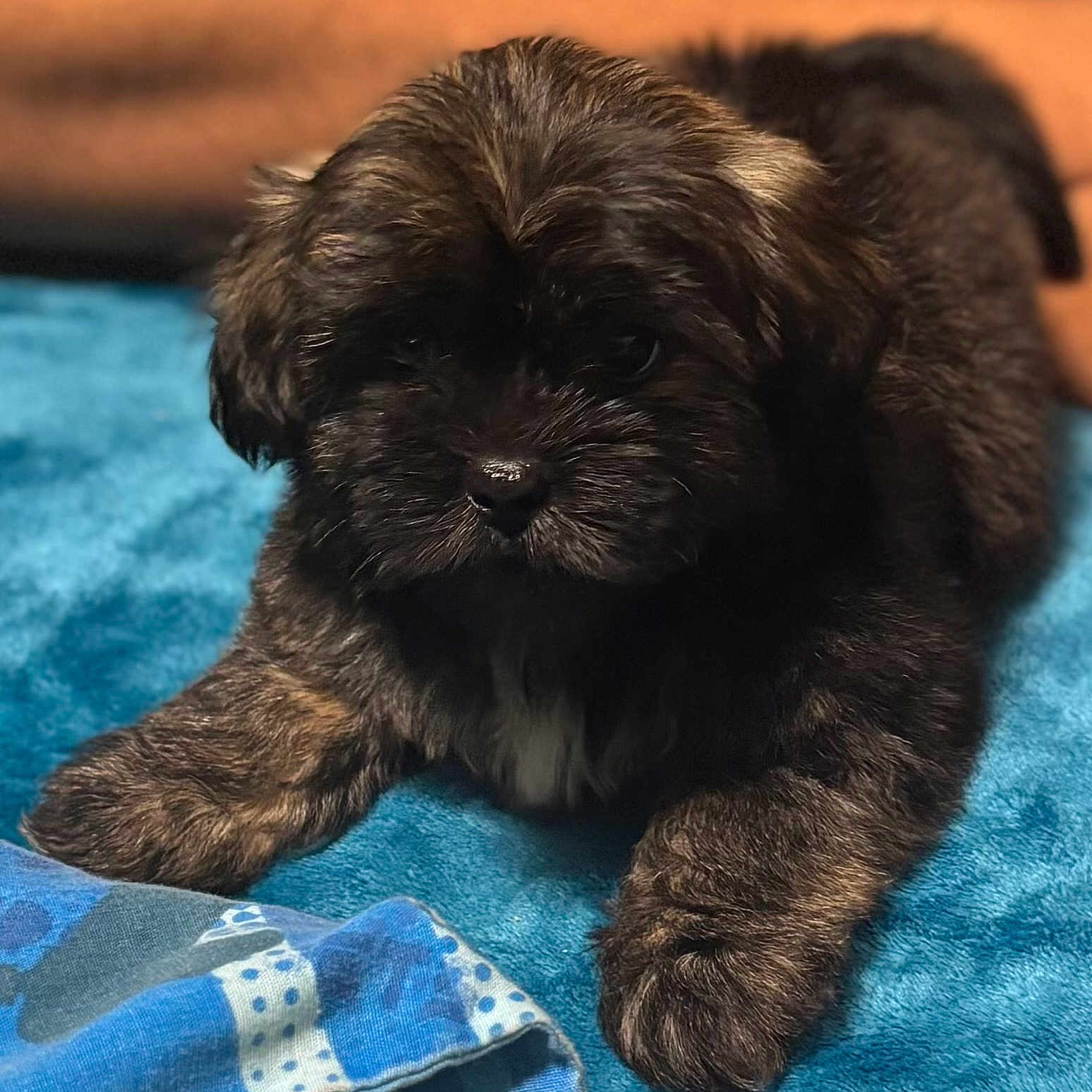 Bella joined the competition — help win amazing prizes! adorable, animal, blue_blanket, brown_fur, closeup, companion, cozy, cute, dog, domestic_animal, fluffy, fur, indoor, lying_down, mammal, pet, puppy, resting, soft_texture, young_dog