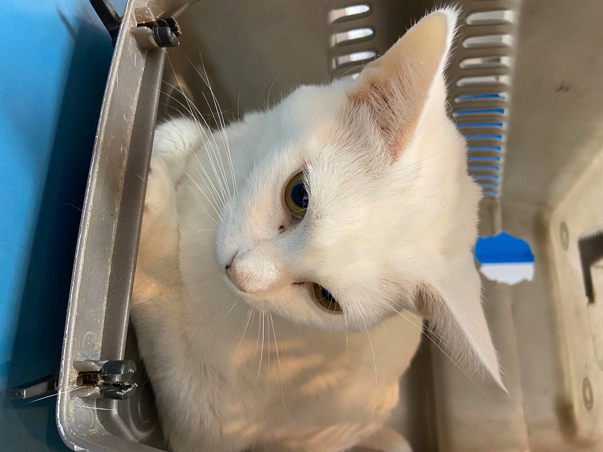 Nelly participe au concours pour gagner de l'argent avec cette photo : animal_shelter, carnivore, cat, domestic_short_haired_cat, fawn, felidae, fur, paw, pet_supply, service, small_to_medium_sized_cats, snout, tail, whiskers