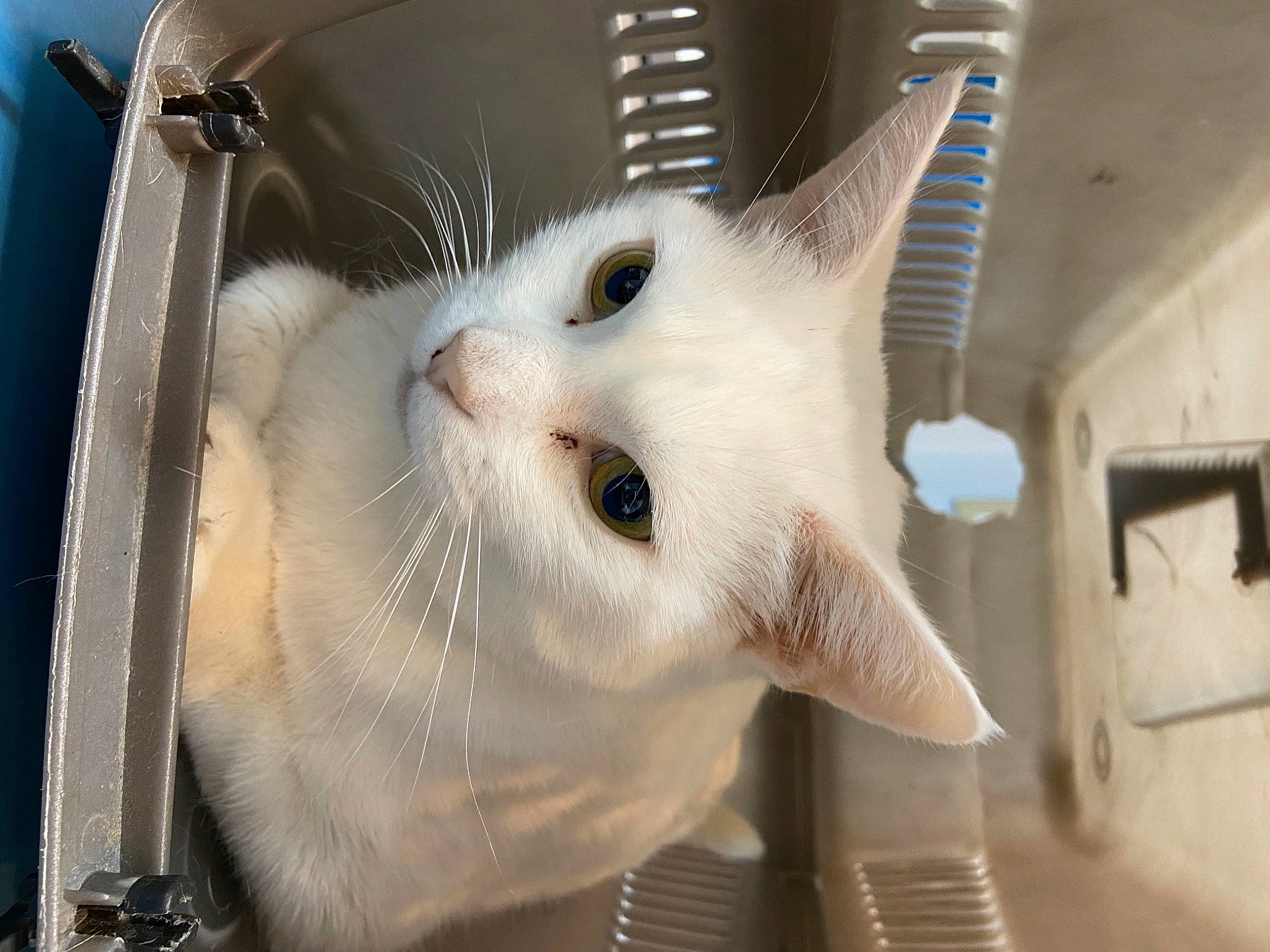 Nelly participe au concours pour gagner de l'argent avec cette photo : animal_shelter, carnivore, cat, domestic_short_haired_cat, eye, felidae, fur, small_to_medium_sized_cats, snout, tail, whiskers