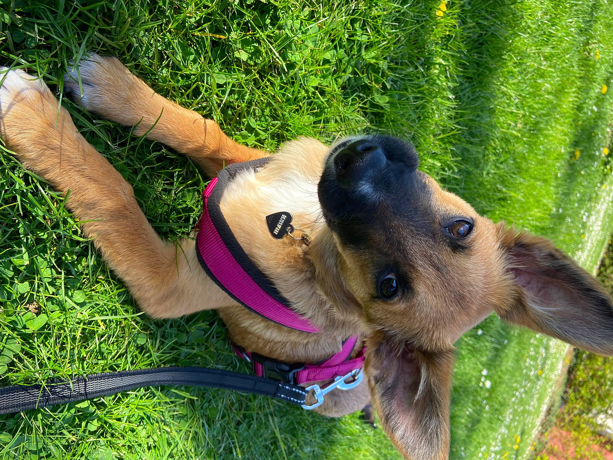 Shelsea a rejoint le concours — aidez-le/la à gagner de superbes lots ! adventure, canidae, carnivore, collar, companion_dog, dog, dog_breed, dog_collar, dog_supply, fawn, grass, guard_dog, leash, pet_supply, plant, snout, sporting_group, toy, working_animal, working_dog