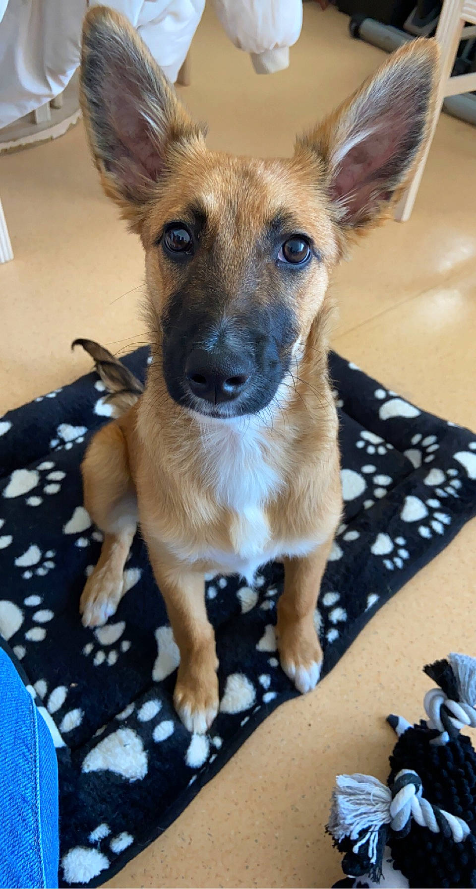 Shelsea a rejoint le concours — aidez-le/la à gagner de superbes lots ! camera, canidae, carnivore, companion_dog, dog, dog_breed, dog_supply, fawn, fur, single_lens_reflex_camera, snout, sporting_group, terrestrial_animal, toy_dog, whiskers, wildlife, working_animal