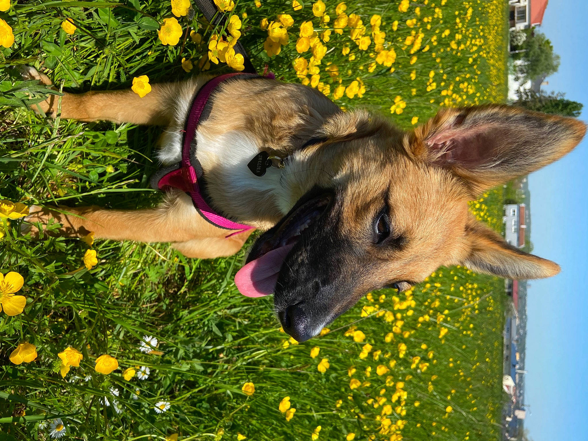 Shelsea a rejoint le concours — aidez-le/la à gagner de superbes lots ! carnivore, companion_dog, dog, dog_breed, fawn, flower, grass, grassland, groundcover, happy, meadow, nature, people_in_nature, plant, sky, snout, sporting_group, terrestrial_animal, working_animal, yellow