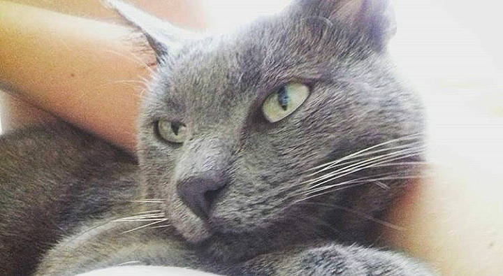 Black Star participe au concours pour gagner de l'argent avec cette photo : asian, british_shorthair, burmese, carnivore, cat, chartreux, close_up, domestic_short_haired_cat, dragon_li, european_shorthair, eye, felidae, korat, mammal, nebelung, russian_blue, small_to_medium_sized_cats, snout, vertebrate, whiskers