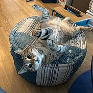 Poupy participe au concours pour gagner de l'argent avec cette photo : cat, tabby_cat, pet, indoor, pouf, wooden_floor, playful, curious, feline, animal, resting, cozy, home, fur, whiskers, paws, looking, relaxed, striped, cute