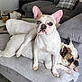 Shipie a rejoint le concours — aidez-le/la à gagner de superbes lots ! dog, french_bulldog, couch, sofa, pet, indoor, living_room, blanket, plaid_pillow, stone_wall, clock, floor_tiles, relaxing, two_dogs, white_dog, brown_spots, ears, cute, companion, domestic_animal