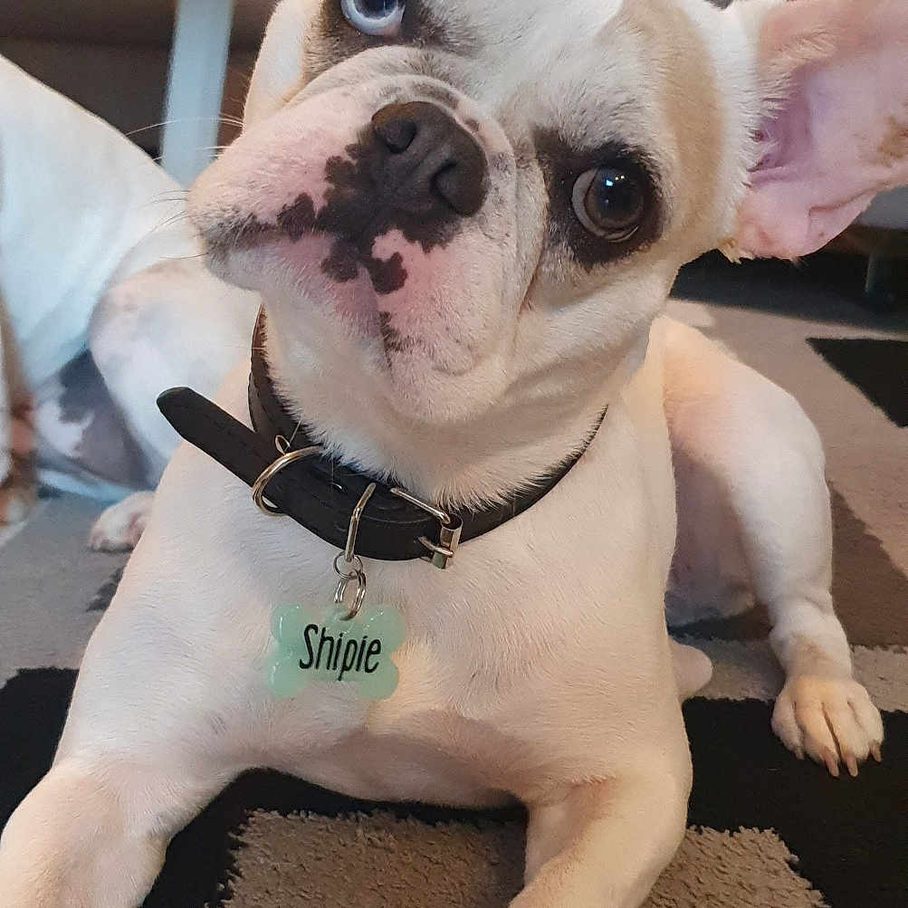 Shipie