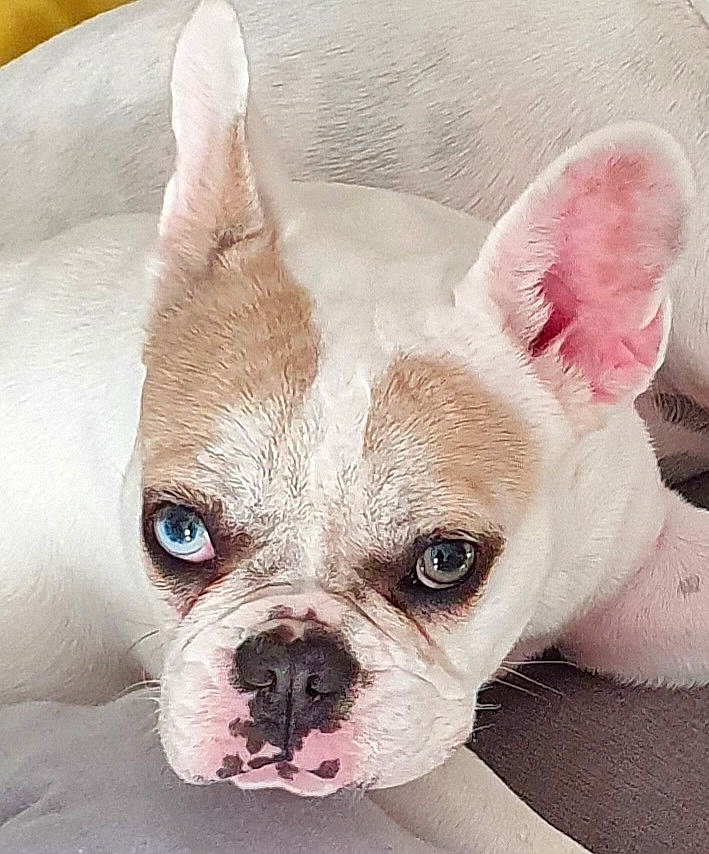 Shipie participe au concours pour gagner de l'argent avec cette photo : bulldog, canidae, carnivore, comfort, companion_dog, dog, dog_breed, ear, eye, fawn, fur, head, non_sporting_group, snout, sporting_group, terrestrial_animal, toy_dog, whiskers, working_animal, wrinkle