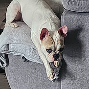 Shipie participe au concours pour gagner de l'argent avec cette photo : dog, french_bulldog, white_dog, couch, blanket, indoor, pet, relaxed, stretching, floor, fur, ears, snout, expression, home, furniture, living_room, canine, animal, companion