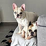 french_bulldog, dog, pet, indoor, couch, blanket, floor, tile_floor, window, home_decor, dog_breed, animal, companion, cute, two_dogs, relaxed, paw, ears, face, looking
