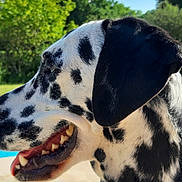 Mahika a rejoint le concours — aidez-le/la à gagner de superbes lots ! animal, black_and_white, canine, close_up, clouds, dalmatian, dog, happy, mouth, nature, outdoor, pet, profile, sky, spots, summer, sunlight, teeth, tongue, trees