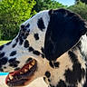 animal, black_and_white, canine, close_up, clouds, dalmatian, dog, happy, mouth, nature, outdoor, pet, profile, sky, spots, summer, sunlight, teeth, tongue, trees