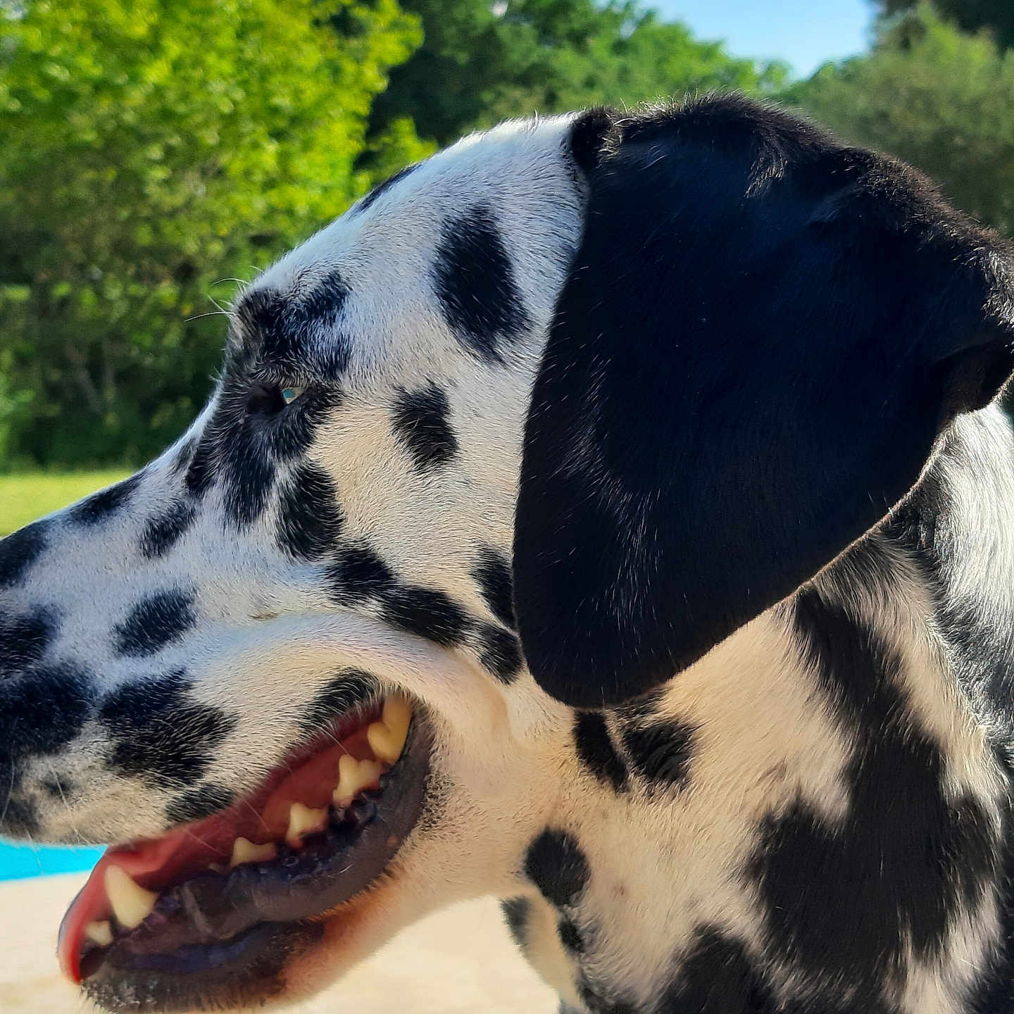 Mahika a rejoint le concours — aidez-le/la à gagner de superbes lots ! animal, black_and_white, canine, close_up, clouds, dalmatian, dog, happy, mouth, nature, outdoor, pet, profile, sky, spots, summer, sunlight, teeth, tongue, trees