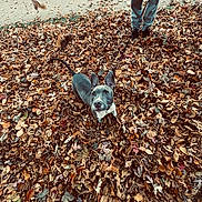 Jack participe au concours pour gagner de l'argent avec cette photo : dog, leaves, autumn, outdoor, person, pants, shoes, leash, curious, brown_leaves, fall, nature, pet, animal, walking, ground, ears, looking_up, standing, daylight