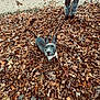 dog, leaves, autumn, outdoor, person, pants, shoes, leash, curious, brown_leaves, fall, nature, pet, animal, walking, ground, ears, looking_up, standing, daylight