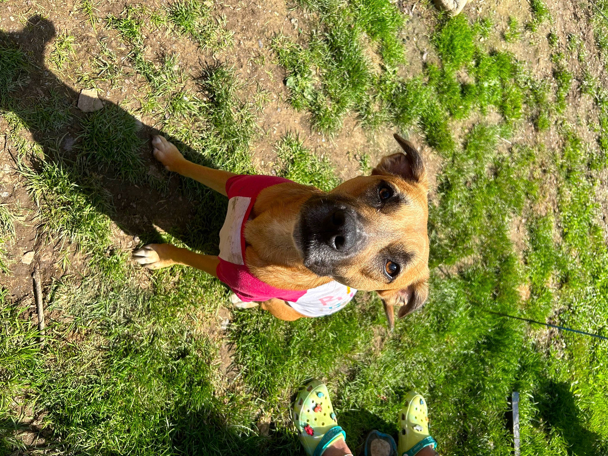 Olive joined the competition — help win amazing prizes! adventure, canidae, carnivore, companion_dog, dog, dog_breed, dog_hiking, dog_supply, fawn, foot, fun, grass, grassland, happy, leisure, people_in_nature, plant, recreation, sporting_group, working_dog