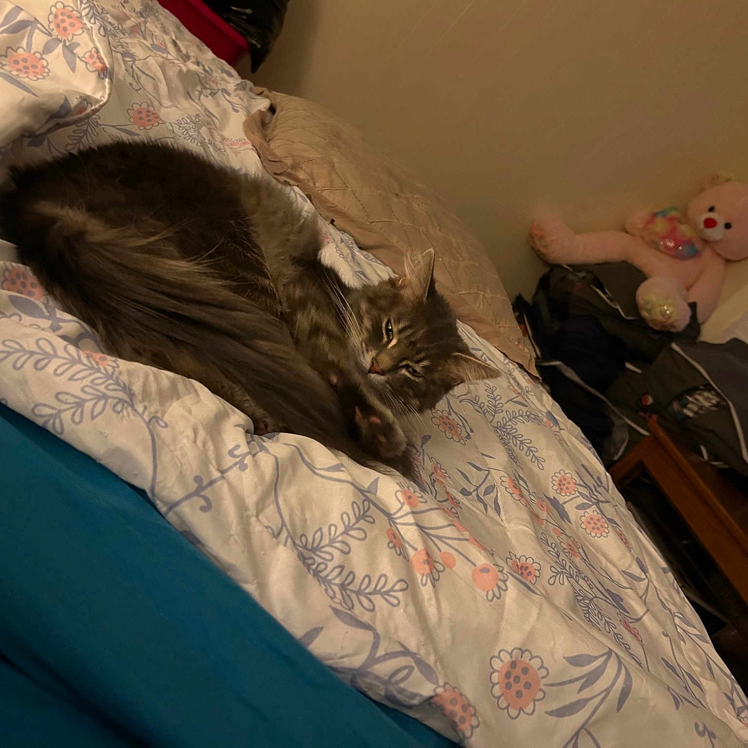 Shippo joined the competition — help win amazing prizes! bed, bed_sheet, bedding, bedroom, carnivore, cat, comfort, couch, domestic_short_haired_cat, felidae, fur, grey, linens, mammal, small_to_medium_sized_cats, tail, textile, vertebrate, whiskers, wood