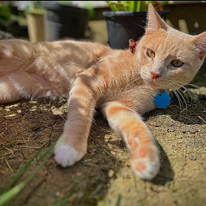 Bun-Bunzz joined the competition — help win amazing prizes! animal, cat, closeup, collar, cute, daylight, domestic_cat, eye_contact, fur, ground, laying, mammal, nature, orange_tabby, outdoor, pet, potted_plants, relaxed, sunlight, whiskers