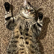 Carl Bean is registered to the contest to win money with this photo: belly, carpet, cat, close_up, cute, domestic_animal, fur, indoor, lying_on_back, mammal, patterned_fur, paws_up, pet, playful, portrait, relaxed, startled, tabby_cat, whiskers, wide_eyes