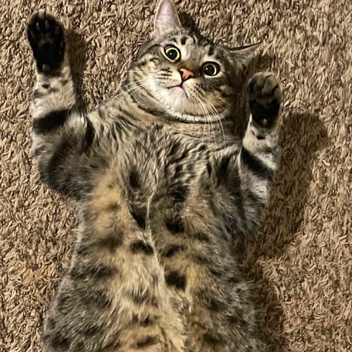 Carl Bean is registered to the contest to win money with this photo: belly, carpet, cat, close_up, cute, domestic_animal, fur, indoor, lying_on_back, mammal, patterned_fur, paws_up, pet, playful, portrait, relaxed, startled, tabby_cat, whiskers, wide_eyes
