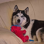Niko is registered to the contest to win money with this photo: dog, siberian_husky, blue_eyes, plush_toy, red_toy, couch, indoor, pet, fur, black_and_white, animal, relaxed, comfort, canine, portrait, looking_at_camera, domestic, cozy, resting, toy