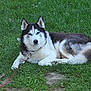 Niko is registered to the contest to win money with this photo: dog, husky, animal, pet, grass, outdoor, leash, canine, lying_down, nature, mammal, fur, blue_eyes, collar, resting, greenery, summer, relaxed, domestic_animal, portrait