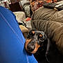 Kia joined the competition — help win amazing prizes! dog, dachshund, puppy, pet, blue_clothing, leg, couch, cushion, living_room, remote_control, indoor, cozy, looking_up, black_and_tan, fur, nose, ears, home, comfort, resting
