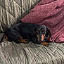 dog, dachshund, pet, couch, blanket, quilted, indoor, animal, fur, brown, black, lying_down, resting, looking, cute, small_dog, companion, cozy, home, relaxing