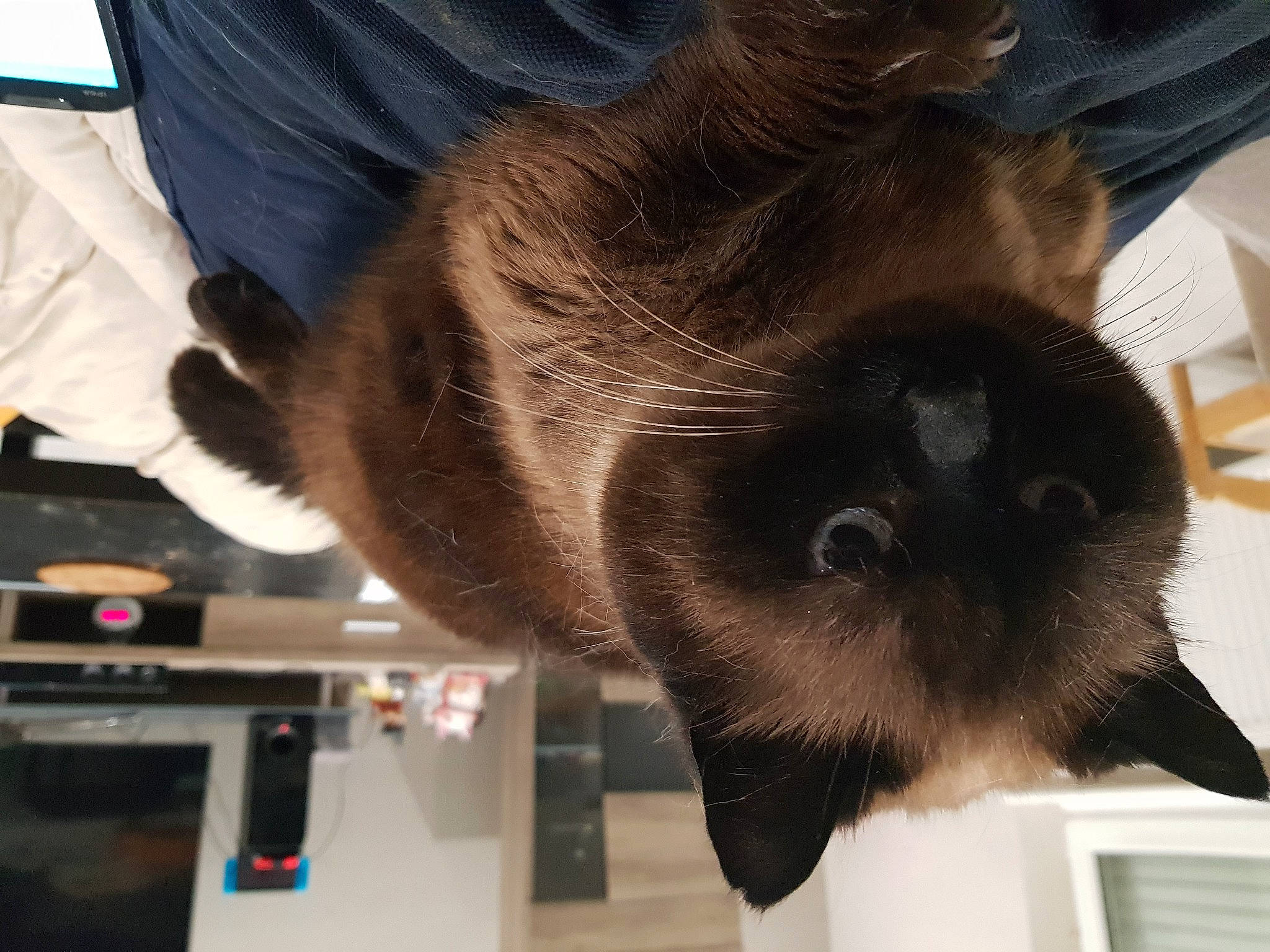 Bastet a rejoint le concours — aidez-le/la à gagner de superbes lots ! canidae, carnivore, claw, companion_dog, dog_breed, fawn, felidae, fur, liver, siamese, small_to_medium_sized_cats, snout, sporting_group, tail, whiskers, working_animal