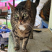Tiger is registered to the contest to win money with this photo: cat, tabby_cat, green_eyes, curious, pet, animal, indoor, porch, food_bowl, close_up, whiskers, feline, claws, ears, tail, fur, domestic, household, texture, background
